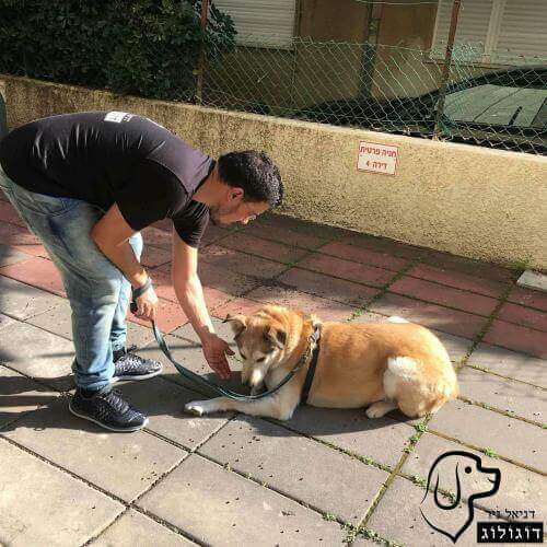 אילוף כלבים